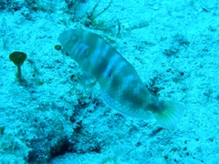 Xyrichtys splendens