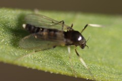 Cricotopus bicinctus