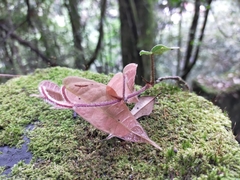 Ficus sarmentosa henryi