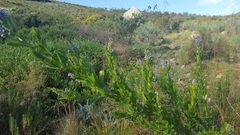 Psoralea spicata