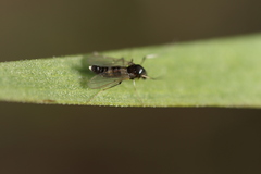 Cricotopus bicinctus