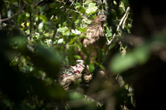 Accipiter melanoleucus