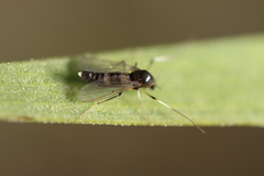 Cricotopus bicinctus