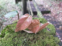 Ficus sarmentosa henryi