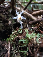 Monotropastrum humile glaberrimum