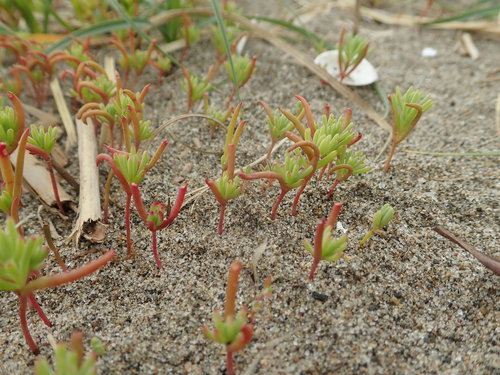 Suaeda glauca iNat (2)