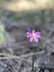 Olsynium douglasii