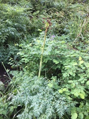 Lomatium dissectum dissectum