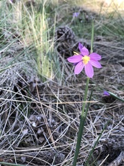 Olsynium douglasii