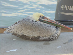Pelecanus occidentalis