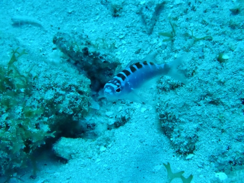Serranus tortugarum