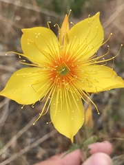 Mentzelia lindleyi