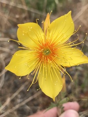 Mentzelia lindleyi