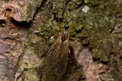 Empis trigramma