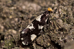Triaxomera fulvimitrella