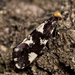 Four-spotted Clothes Moth - Photo (c) Nikolai Vladimirov, some rights reserved (CC BY-NC), uploaded by Nikolai Vladimirov