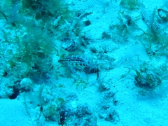 Serranus baldwini