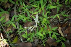 Accipiter melanoleucus