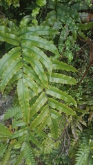 Blechnum procerum