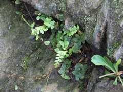 Pellaea atropurpurea
