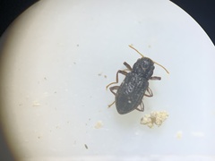 Microcylloepus