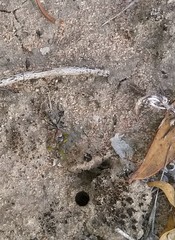 Camponotus ephippium