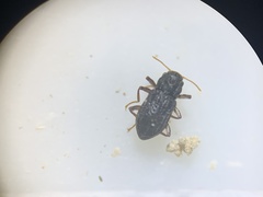 Microcylloepus