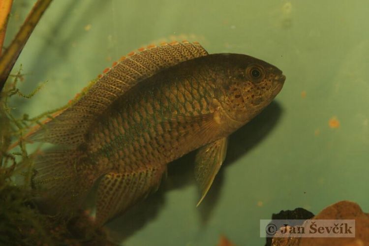 Golden-Headed Dwarf Cichlid