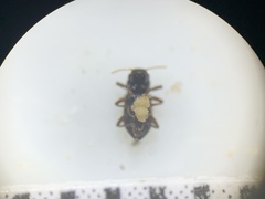 Microcylloepus