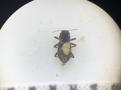 Microcylloepus