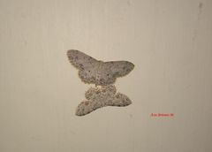 Scopula plantagenaria