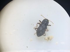 Microcylloepus