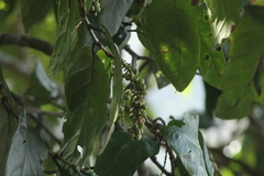 Coccoloba acapulcensis