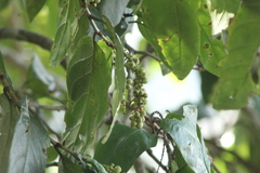 Coccoloba acapulcensis