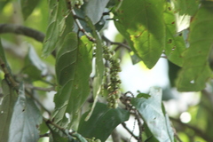 Coccoloba acapulcensis