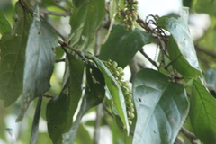 Coccoloba acapulcensis