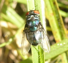 Chrysomya chloropyga