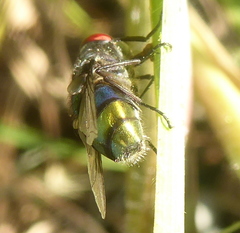 Chrysomya chloropyga