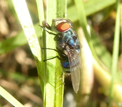 Chrysomya chloropyga