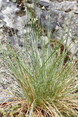 Festuca roemeri