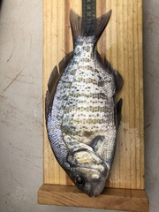 Amphistichus argenteus