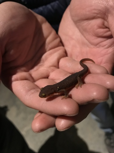 iNaturalist observation photo of California Newt
