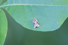 Archips grisea