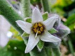 Solanum quitoense