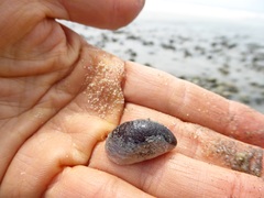 Crepidula onyx