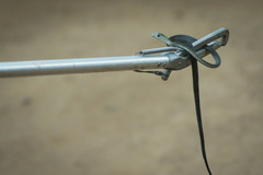 Dendroaspis polylepis