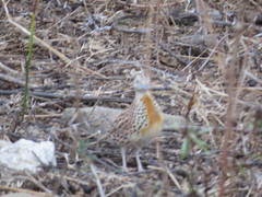 Turnix sylvaticus lepurana