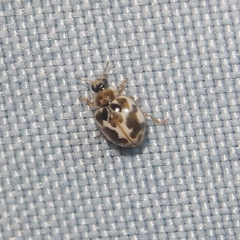 Psyllobora vigintimaculata