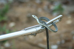 Dendroaspis polylepis