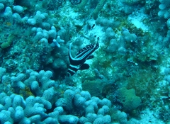 Eques punctatus